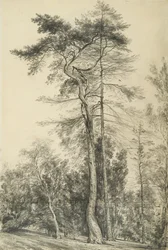 Grantrær, ca. 1833
