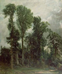 Trær i Hampstead