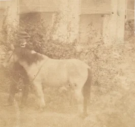 [Mann og hest, regjeringshuset, Allahabad], 1858.
