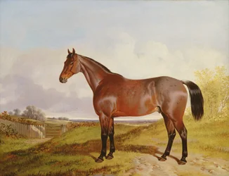 Studie av en brun jakthest i et landskap, 1854