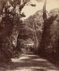 Den øvre innsjøen, Penllergare Valley Woods, ca. 1852 (foto)