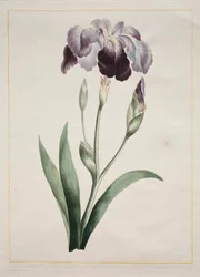 Japansk iris, stor blå iris, 1801.