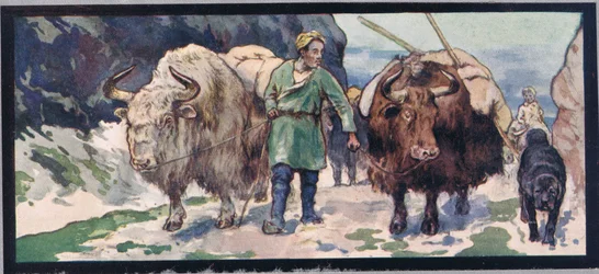 Mountain yaks, illustrasjon fra 'Helpers Without Hands' av Gladys Davidson, utgitt i 1919 (farge litho)