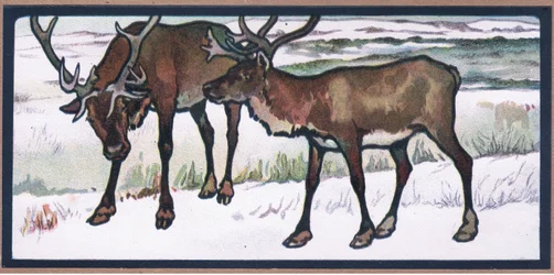 Reinsdyr