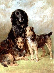 Familie kjæledyr