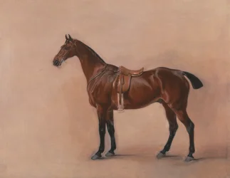 Studie av en Saddled Bay Hunter