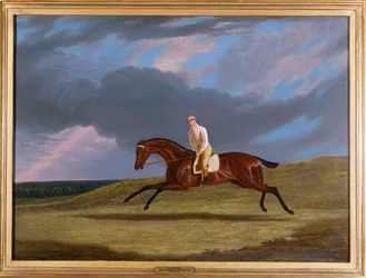 "Corduroy", en Bay Racehorse, med en Jockey Up, galopperende på en Racecourse