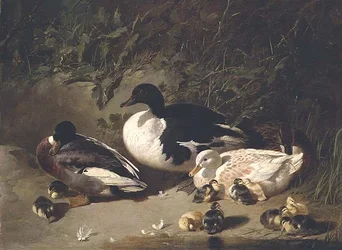 Ender og andunger ved en dam