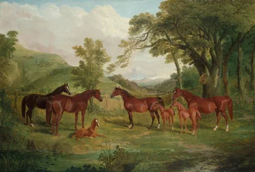 Stutteriet i Streatlam, hopper og føll, 1836