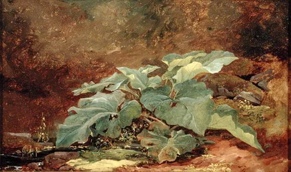 Studie av en burdockplante (olje på papir montert på lerret)