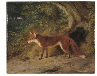Rødreven