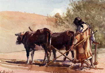 Pløying på Oljeberget, 1902.