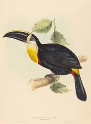Kyssing Tucan kysser Ramphastos. Skapere: John Gould, Elizabeth Gould.