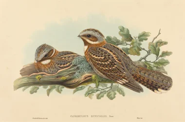 Caprimulgus Ruficollis. Skapere: John Gould, Henry Constantine Richter.
