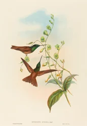 Diphogena aurora Goulds regnbue. Skapere: John Gould, Henry Constantine Richter.