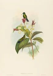 Eucephala caerulea Blåkinnet safir. Skapere: John Gould, Henry Constantine Richter.
