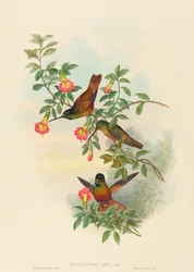 Helianthea eos Golden Star-frontlet. Skapere: John Gould, Henry Constantine Richter.