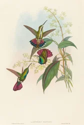 Lampornis prevosti. Skapere: John Gould, Henry Constantine Richter.