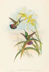 Lampornis veraguensis Veraguan Mango. Skapere: John Gould, Henry Constantine Richter.