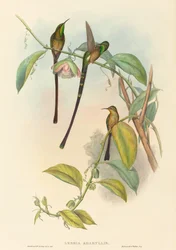 Lesbia Amaryllis. Skapere: John Gould, Henry Constantine Richter.