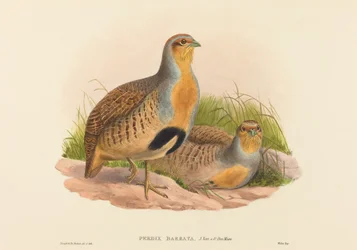 Perdix barbata Daurian Partridge. Skapere: John Gould, Henry Constantine Richter.