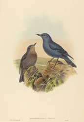 Petrocossyphus cyanus Blå steintrost. Skapere: John Gould, Henry Constantine Richter.