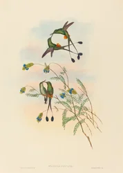 Spathura peruana, peruansk racketthale. Skapere: John Gould, Henry Constantine Richter.