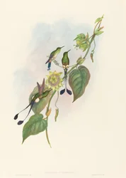 Spathura underwoodi White-footed Racket-Tail. Skapere: John Gould, Henry Constantine Richter.
