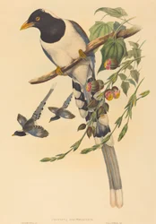 Urocissa magnirostris, sannsynligvis 18501883. Skapere: John Gould, Henry Constantine Richter.