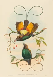 Diphyllodes chrysoptera Magnificent Bird of Paradise. Skapere: John Gould, William Matthew Hart.