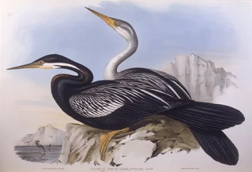 Australsk darter (Anhinga novaehollandiae), Gravering av John Gould