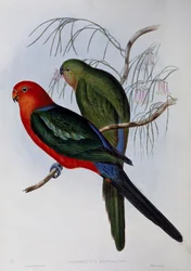 Den australske kongen Parrot (Alisterus scapularis), gravering av John Gould (1804-1881) og Henry Constantine Richter (1821-1902). Storbritannia