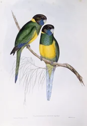 Australsk ringhals (Barnardius eller Platycercus zonarius), Gravering av John Gould