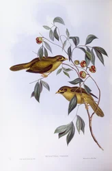 Klokkegruvearbeider (Manorina melanophrys), Gravering av John Gould