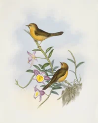 Black-chinned babler (Stachyris pyrrhops), Gravering av John Gould