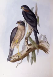 Brun dipper (Cinclus pallasii), Gravering av John Gould