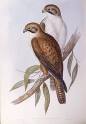 Brunfalk (Falco berigora occidentalis), Gravering av John Gould