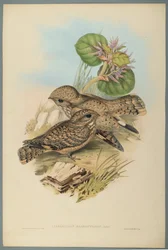 Caprimulgus Mahrattensis, Nightjar (fargelitho på vevd papir)
