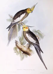 Nymfeparakitt (Nymphicus hollandicus), gravering av John Gould