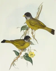 Kragefinknebb (Spizixos semitorques), Gravering av John Gould