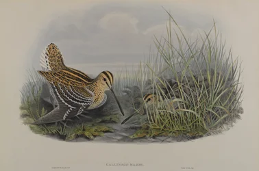 Gallinago Major - Storbekkasin