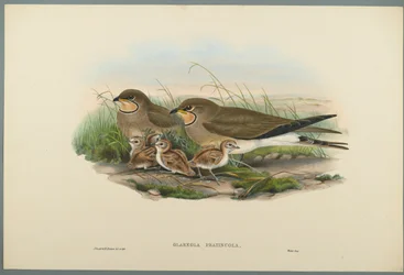 Glareola Pratincola - Common Pratincole (fargelitho på vevd papir)