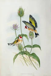 Gullfink (Carduelis Elegans) (håndfarget litho)
