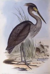 Stornebbhegre (Ardea sumatrana), Gravering av John Gould
