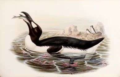 Great Auk, fra "The Birds of Great Britain", utgitt London 1862-73