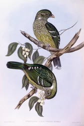 Grønn kattefugl (Ailuroedus crassirostris), Gravering av John Gould