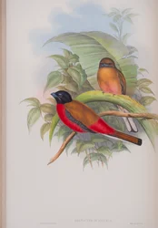 Harpactes Duvauceli, plate fra The Birds of Great Britain av John Gould, utgitt 1862-73 (håndfarget lito)