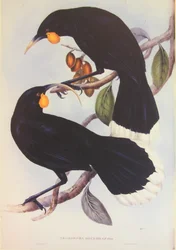 Huia-parillustrasjon