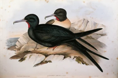 Illustrasjon fra John Goulds "The Birds of Australia" som representerer Lesser Frigatebird Fregata ariel, av Oscar Dressler