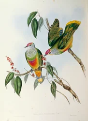 Illustrasjon fra John Goulds "The Birds of Australia" som representerer den rosekronede fruktduen Ptilinopus regina,